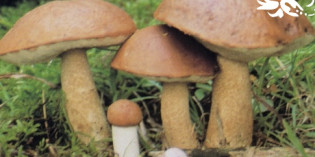 FUNGHI: I “SÜRLI” – CUGINI DEL PORCINO FUNGHI: I “SÜRLI” – CUGINI DEL PORCINO