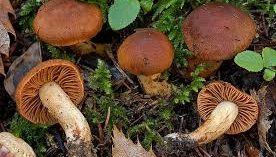 LA TERRIBILE SINDROME ORELLANICA LA TERRIBILE SINDROME ORELLANICA