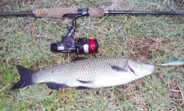 LA RICETTA DEL MESE – pesce del Garda: GIRELLA DI CAVEDANO AL BURRO E TIMO LA RICETTA DEL MESE – pesce del Garda: GIRELLA DI CAVEDANO AL BURRO E TIMO