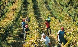 LA VENDEMMIA DEL TERZO MILLENNIO LA VENDEMMIA DEL TERZO MILLENNIO
