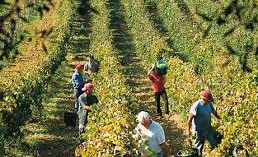 LA VENDEMMIA DEL TERZO MILLENNIO