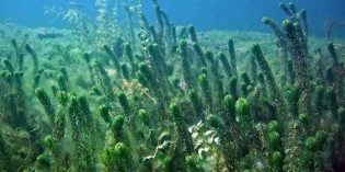 Brescia: cromo esavalente nell’acqua dell’acquedotto