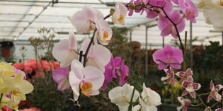 Muscoline (Bs): FLORICOLTURA Bertoloni Dario Muscoline (Bs): FLORICOLTURA Bertoloni Dario