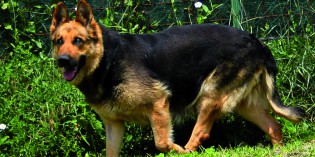 ANIMALI DISABILI, dolci e instancabili guerrieri! ANIMALI DISABILI, dolci e instancabili guerrieri!