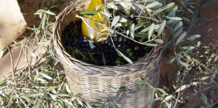 Olio Dop Garda: E’ iniziata la campagna di raccolta 2011