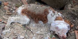 Desenzano del Garda (Bs) <br>LA FORZA DI JERRY, CANE SEPOLTO VIVO Desenzano del Garda (Bs) <br>LA FORZA DI JERRY, CANE SEPOLTO VIVO