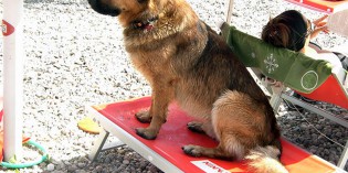 BAU BEACH: spiagge per cani intorno al GARDA