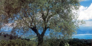 A proposito della pianta dell’olivo A proposito della pianta dell’olivo
