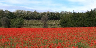 Cavriana (Mn) – IL GARDA in collina