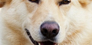 DOG COLLEGE DOG COLLEGE