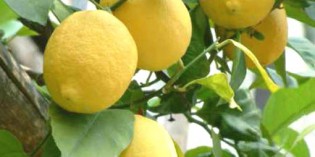 Salò – 4 aprile: GLI AGRUMI DEL GARDA BRESCIANO UN PATRIMONIO DA SALVARE Salò – 4 aprile: GLI AGRUMI DEL GARDA BRESCIANO UN PATRIMONIO DA SALVARE