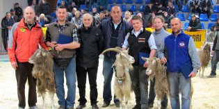 Edolo (Bs): MOSTRA OVICAPRINA Edolo (Bs): MOSTRA OVICAPRINA