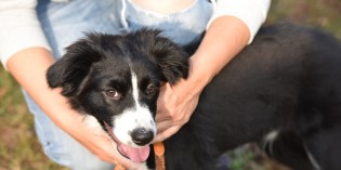 Intorno al Garda – Dalla mente al cuore: è così che noi e i nostri cani ci capiamo e… ci amiamo