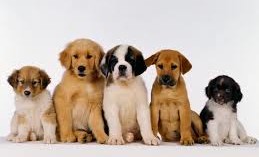 Verona: patentino per i proprietari di cani in marzo 2015