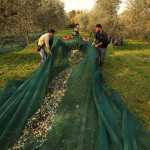Lago di Garda: il 13 febbraio 2015 UN CONVEGNO PER DIFENDERSI dalla LEBBRA DELL’OLIVO E MOSCA OLEARIA Lago di Garda: il 13 febbraio 2015 UN CONVEGNO PER DIFENDERSI dalla LEBBRA DELL’OLIVO E MOSCA OLEARIA