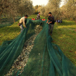 Lago di Garda:  il 13 febbraio 2015 UN CONVEGNO PER DIFENDERSI dalla LEBBRA DELL’OLIVO E MOSCA OLEARIA