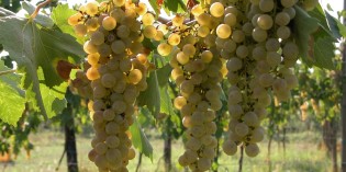 LUGANA. Una fluida unicità LUGANA. Una fluida unicità
