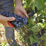 VENDEMMIA 2015, SI SCALDANO I MOTORI… VENDEMMIA 2015, SI SCALDANO I MOTORI…