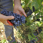 VENDEMMIA 2015, SI SCALDANO I MOTORI…