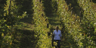 NASCE LA CONSULTA NAZIONALE DEL VINO ITALIANO NASCE LA CONSULTA NAZIONALE DEL VINO ITALIANO