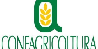 Confagricoltura: “Lo Stato rimborsi i soldi delle assicurazioni” Confagricoltura: “Lo Stato rimborsi i soldi delle assicurazioni”