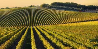 IL LUGANA DOC FA IL PIENO: 1400 PERSONE PER LA GRANDE DEGUSTAZIONE ANNUALE IL LUGANA DOC FA IL PIENO: 1400 PERSONE PER LA GRANDE DEGUSTAZIONE ANNUALE