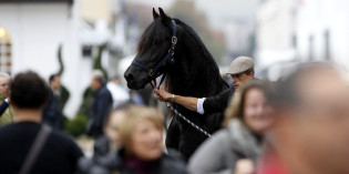 VERONA: TREMILA ESEMPLARI DI 60 RAZZE E 750 ESPOSITORI (+15%) DA 25 NAZIONI, AL VIA GIOVEDÌ LA FIERACAVALLI DEI RECORD