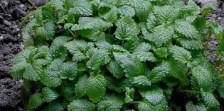 MONTICHIARI: L’ITALIA OFFICINALE SI SVELA ALLA FIERA DI VITA IN CAMPAGNA MONTICHIARI: L’ITALIA OFFICINALE SI SVELA ALLA FIERA DI VITA IN CAMPAGNA