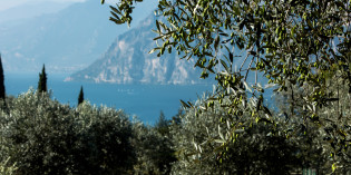 LAGO DI GARDA, POTATURA DELL’OLIVO: FORMAZIONE PER GLI OLIVICOLTORI