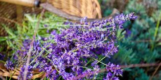 LAVANDA: origine e storia LAVANDA: origine e storia