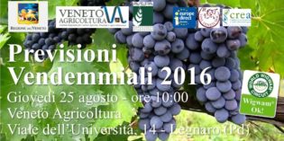 VENDEMMIA 2016: NEL VENETO E’ PARTITA IL 22 AGOSTO