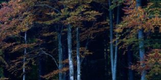 GRANDI GIARDINI ITALIANI: DA SETTEMBRE A NOVEMBRE “I BOSCHI INCANTATI” GRANDI GIARDINI ITALIANI: DA SETTEMBRE A NOVEMBRE “I BOSCHI INCANTATI”