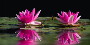 Fiorista o floral designer? Consigli e suggerimenti per portare avanti entrambe le attività Fiorista o floral designer? Consigli e suggerimenti per portare avanti entrambe le attività