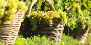 VENETO – MAZZOLADA: LA VENDEMMIA È OTTIMA E AROMATICA