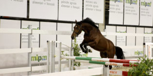 Verona, Fieracavalli 2016: superata quota 160mila visitatori, di nuovo record tra sport e turismo equestre Verona, Fieracavalli 2016: superata quota 160mila visitatori, di nuovo record tra sport e turismo equestre