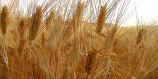 Confagricoltura Verona: nel 2016 prezzi ancora in calo per l’agricoltura Confagricoltura Verona: nel 2016 prezzi ancora in calo per l’agricoltura