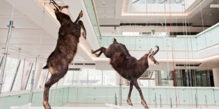 Trento: San Valentino al MUSE è… imparare a leggere le “regole d’amore” del mondo animale