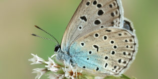 Parco Natura Viva: INSETTI A RISCHIO ESTINZIONE, TRA DI LORO ANCHE IL 13% DELLE LE FARFALLE ITALIANE Parco Natura Viva: INSETTI A RISCHIO ESTINZIONE, TRA DI LORO ANCHE IL 13% DELLE LE FARFALLE ITALIANE