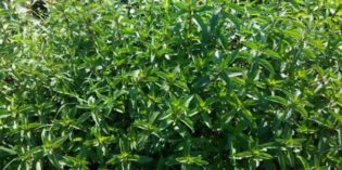 Erbe Aromatiche: MENTA a cura di Laura Ederle