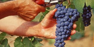 Valtènesi, vendemmia 2017 al via sotto i migliori auspici