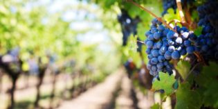 Degustazione di vini nelle migliori cantine del centro Italia: scopri il tour ideale