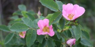 La Rosa Canina