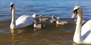 Desenzano del Garda. INQUINAMENTO NEL LAGO: IL WWF VA per VIE LEGALI