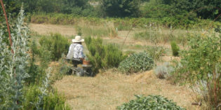 TEMPO DI …ZAFFERANO