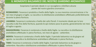 DISTILLAZIONE PIANTE AROMATICHE parte 2