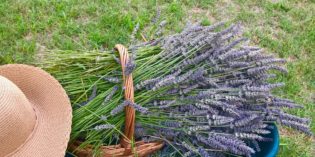 Desenzano: Lavanda biologica <br>Rilassa, migliora l’umore, allevia il mal di testa e combatte l’insonnia