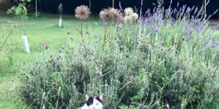 Esperienze in campagna: <br>raccolta della Lavanda a Desenzano del Garda