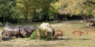 Parchi zoologici chiusi <br>senza aiuti