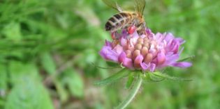 ﻿GLI EFFETTI DEI CAMBIAMENTI CLIMATICI <br>SULLE COMUNITA’ DI INSETTI