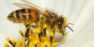 apicoltura, apiterapia e apiturismo:<br>le api come valore aggiunto di un territorio